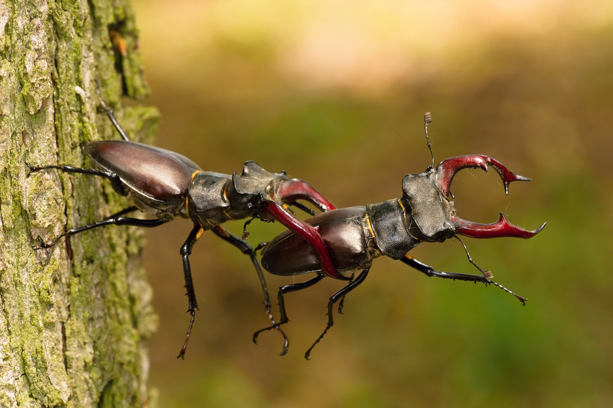 47-types-of-beetles-in-massachusetts-with-pictures