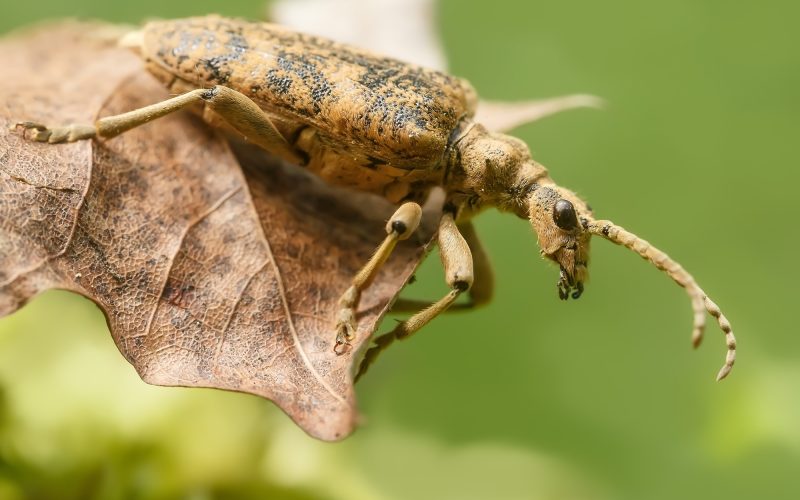 Types of Beetles in South Carolina
