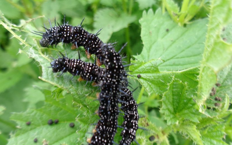 20-types-of-caterpillars-in-alabama