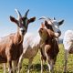 Types of Goat Breeds for Meat