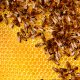 Types of Honey Bees