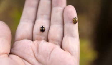 Types of Ladybugs in Maryland