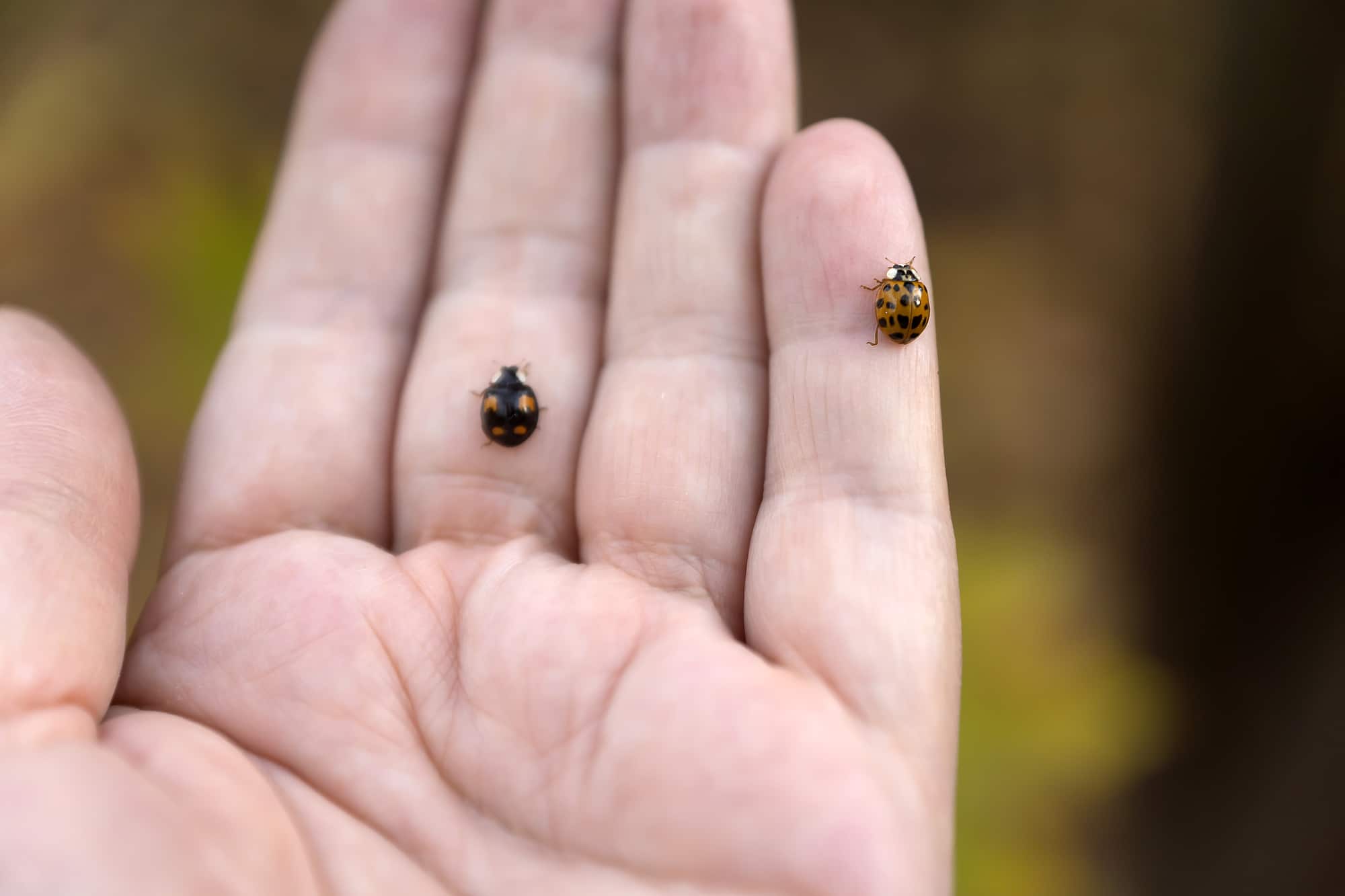 12-types-of-ladybugs-in-maryland