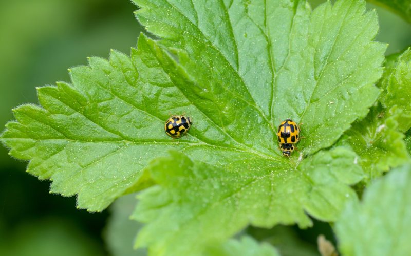 Types of Ladybugs in North Carolina