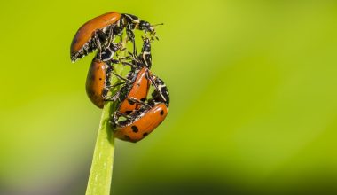Types of Ladybugs in Ohio