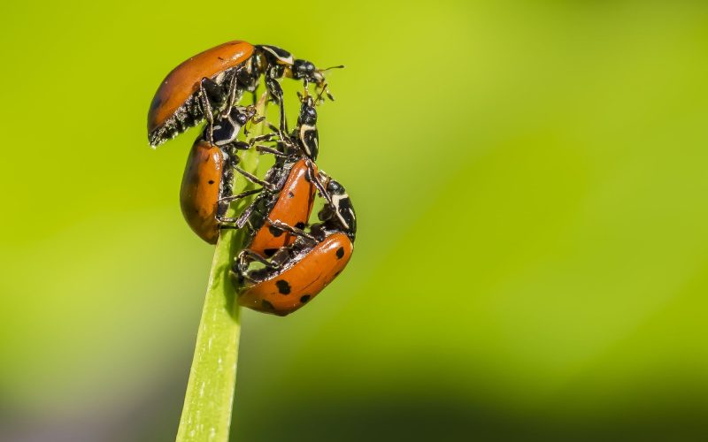 Types of Ladybugs in Ohio