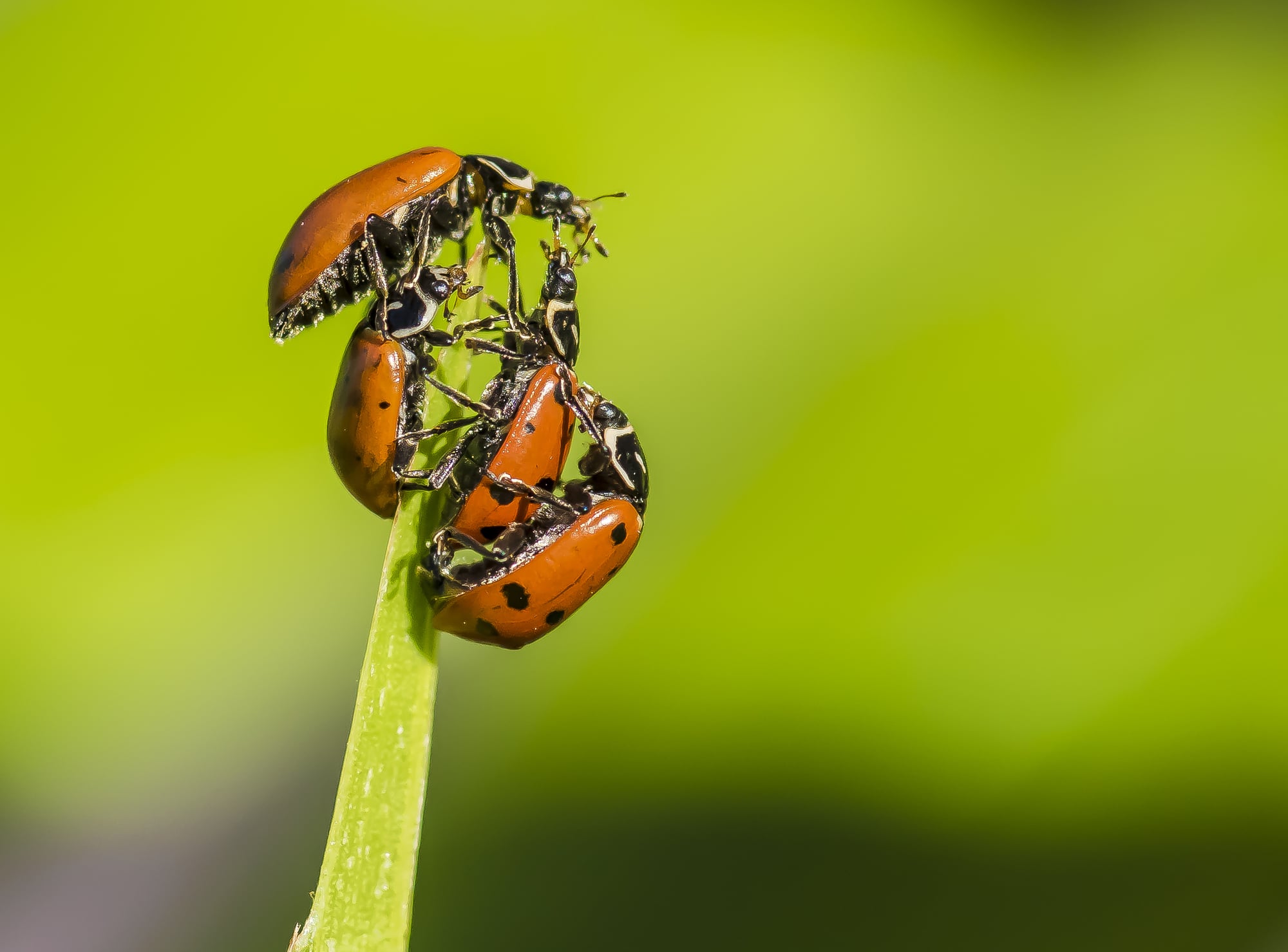 12-types-of-ladybugs-in-ohio