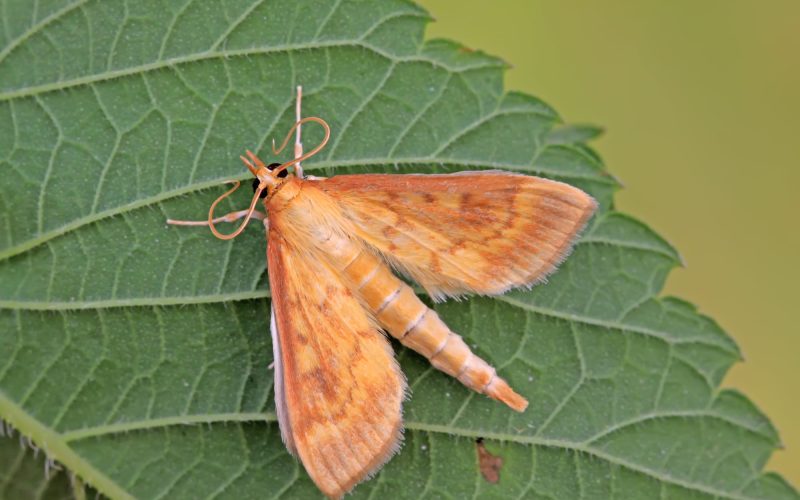 Types of Moths In Georgia