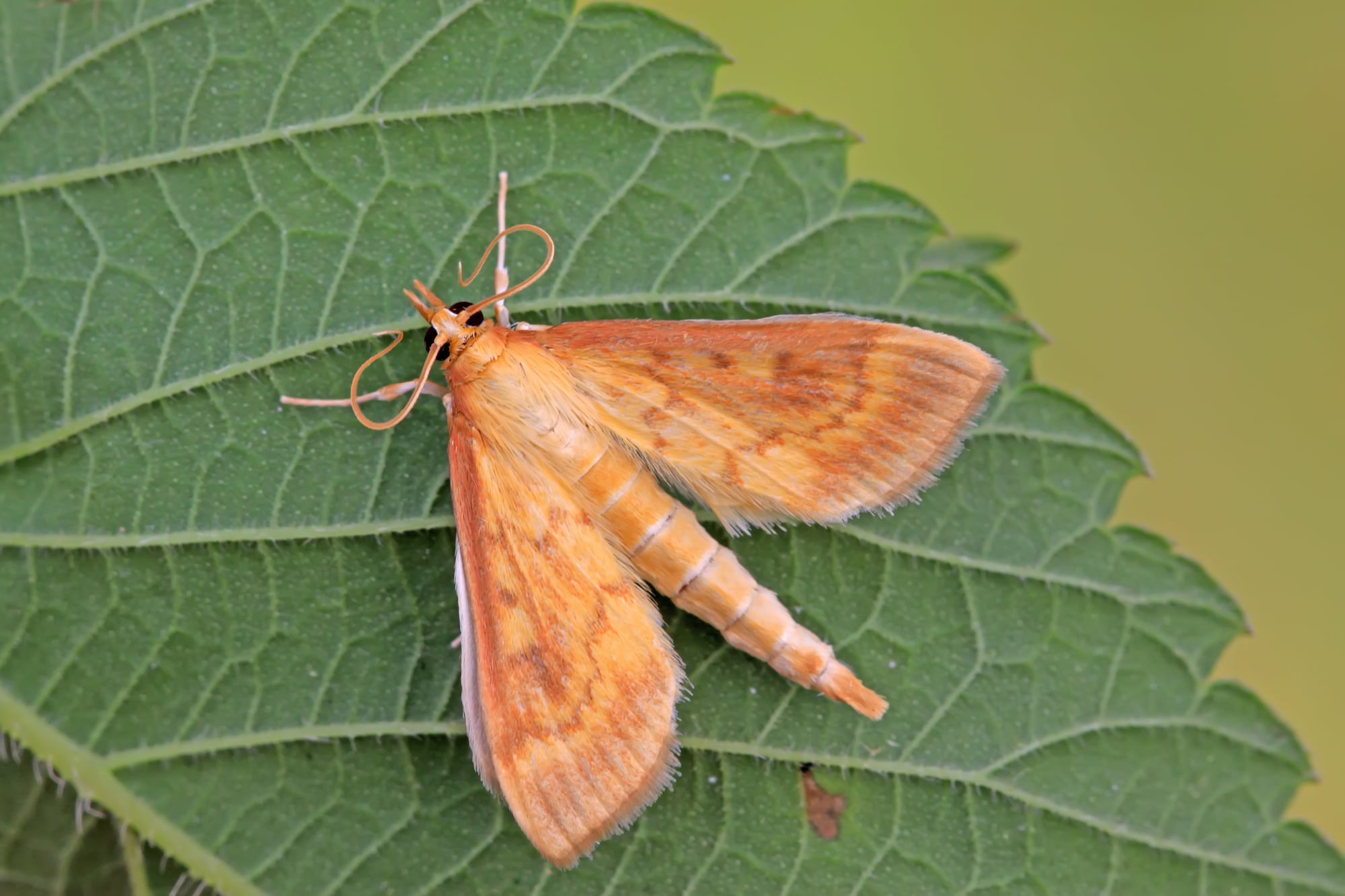 small moths in georgia        
        <figure class=