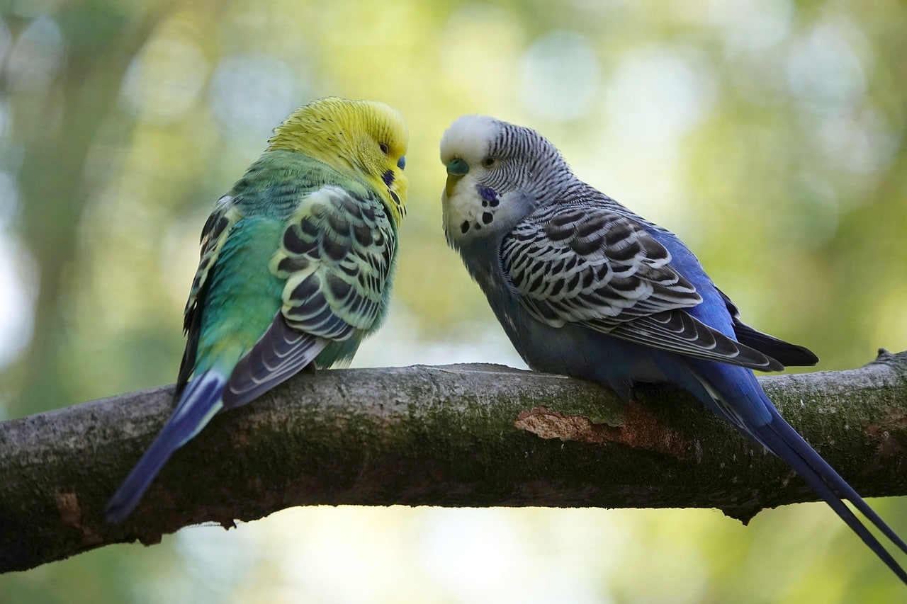 Budgie best talking parrots