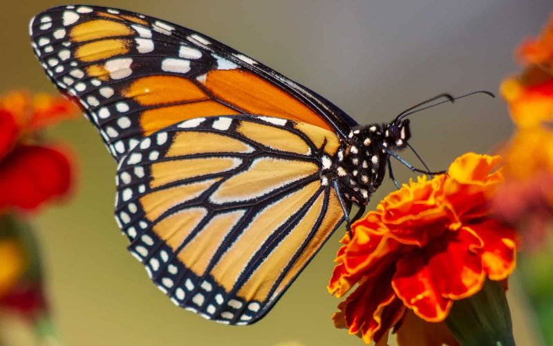 Different Types of Butterflies in Michigan