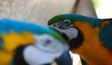 Different Types of Macaws