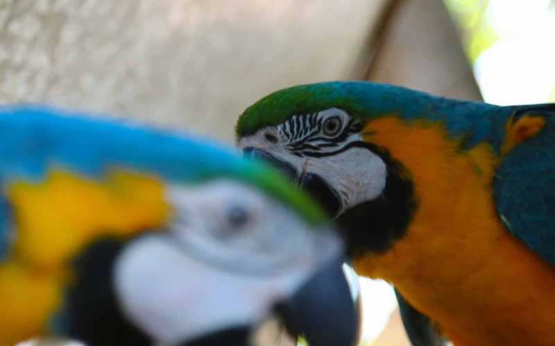 Different Types of Macaws