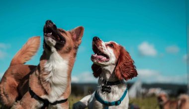 Scottish Dog Names