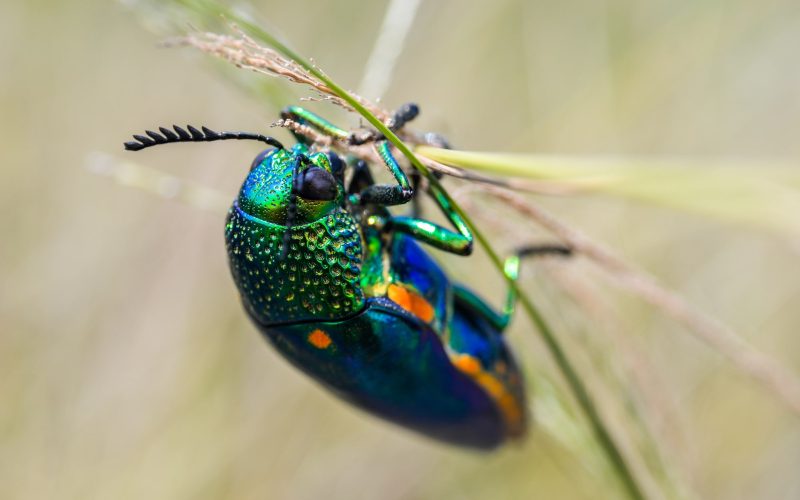 types of beetles in arizona