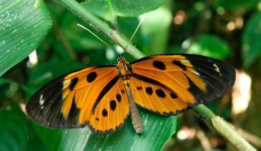 Types of Butterflies in Hawaii