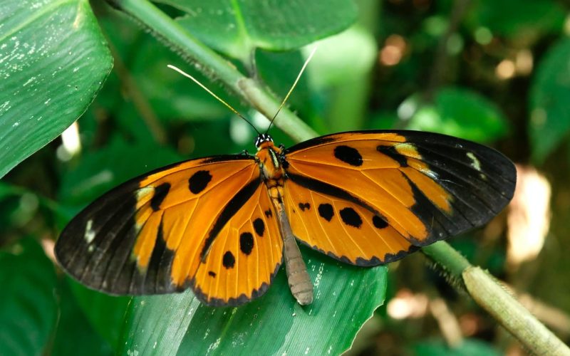 Types of Butterflies in Hawaii