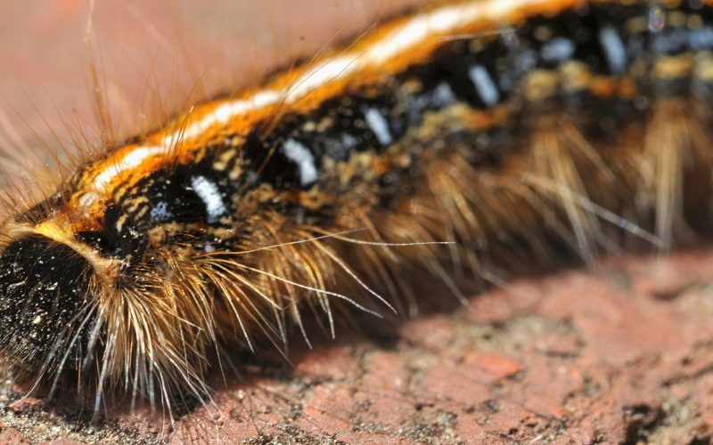 types of caterpillars in South Carolina - types of caterpillars in South Carolina