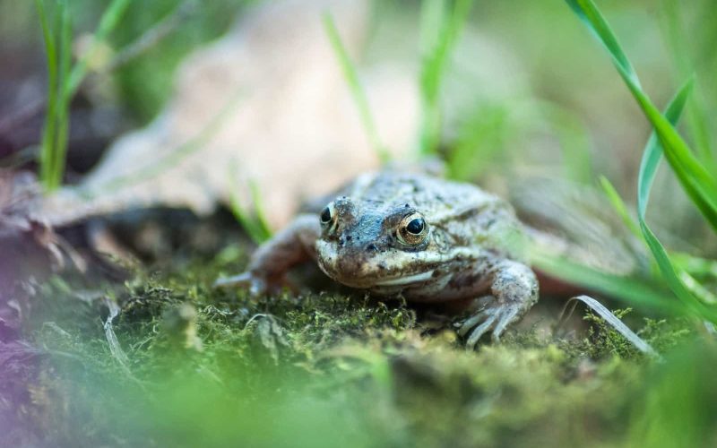 Types of Frogs in North Carolina