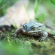 Types of Frogs in North Carolina