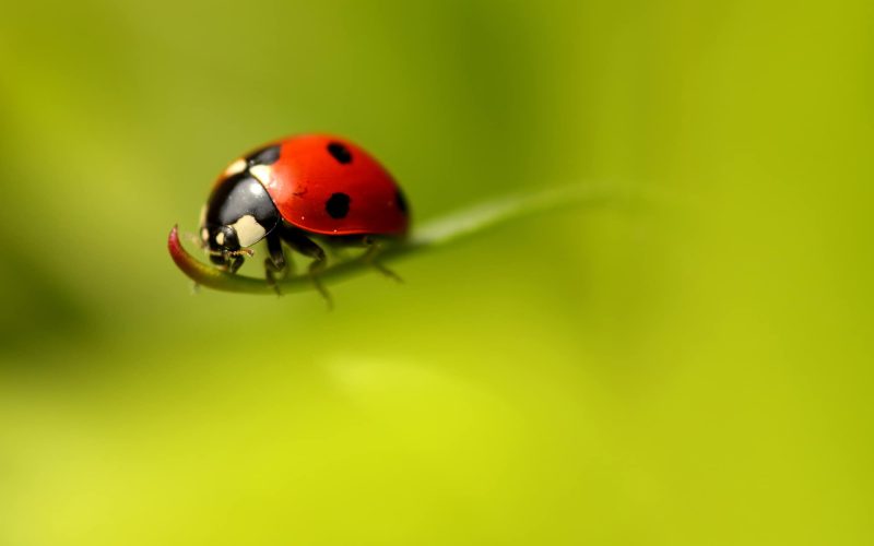 types of ladybugs in georgia
