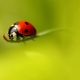 types of ladybugs in georgia