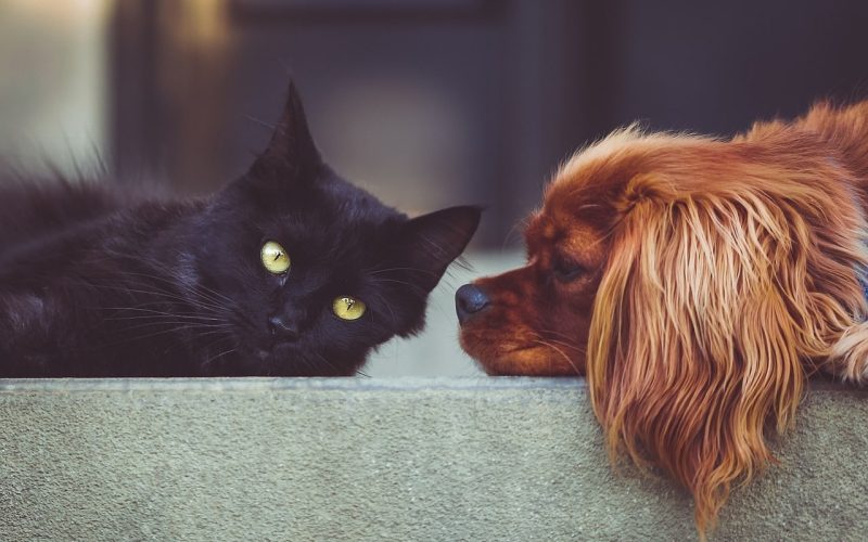 Why Do Dogs Eat Cat Poop 