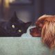 Why Do Dogs Eat Cat Poop?