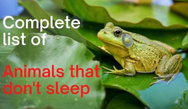 Animals That Never Sleep