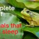 Animals That Never Sleep