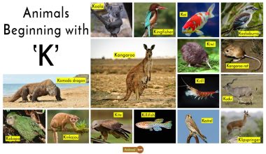 Animals That Start With K