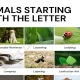 Animals That Start With L