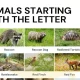 Animals That Start With R