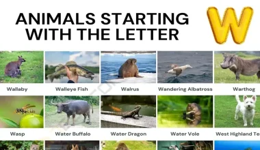 Animals That Start With W