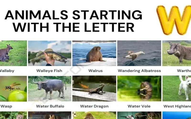 Animals That Start With W