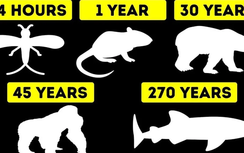 Animals With the Shortest Lifespan