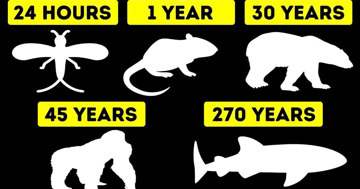 16 Animals With the Shortest Lifespan 😢