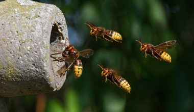 Different Types of Hornets in Michigan