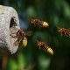 Different Types of Hornets in Michigan