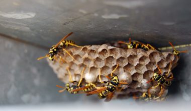 Different Types of Wasp Nests