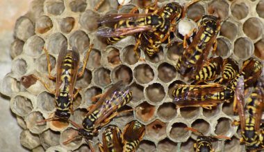 Different Types of Wasps in Kansas