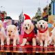 Dog Christmas Movies
