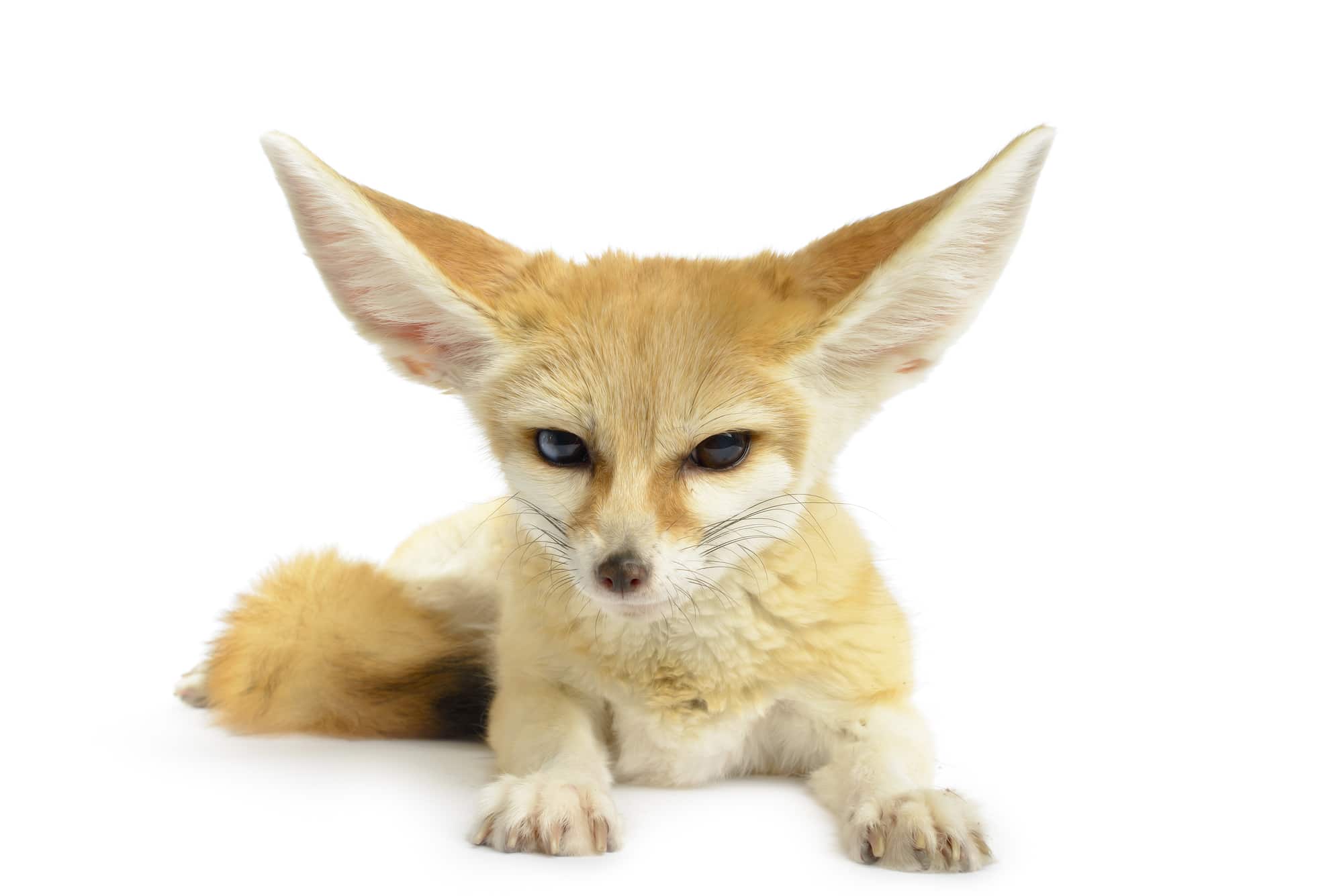 Fennec Fox Animals with the Best Hearing