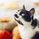 Thanksgiving Foods Safe for Cats