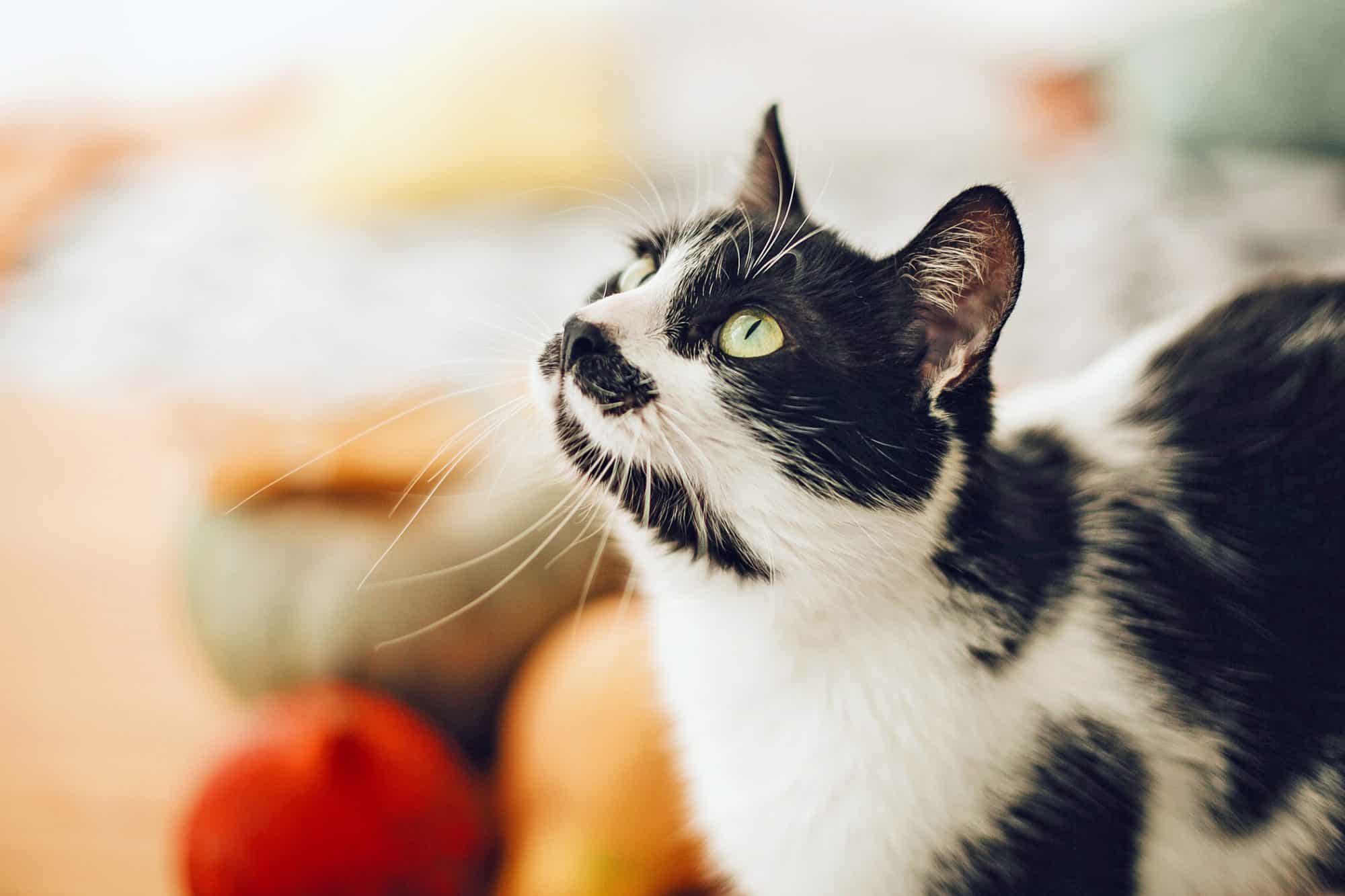 Thanksgiving Foods Safe for Cats