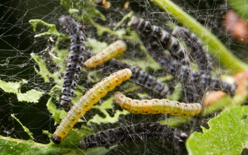 Types Of Caterpillars In Hawaii