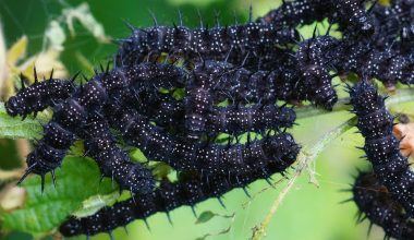 Types Of Caterpillars In New Mexico