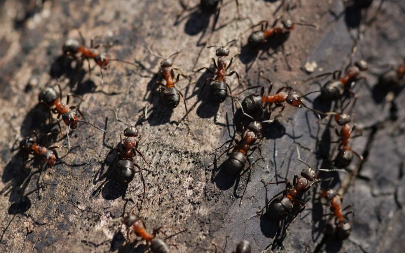 Types of Ants In Pennsylvania