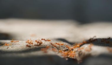 Types of Ants in Massachusetts