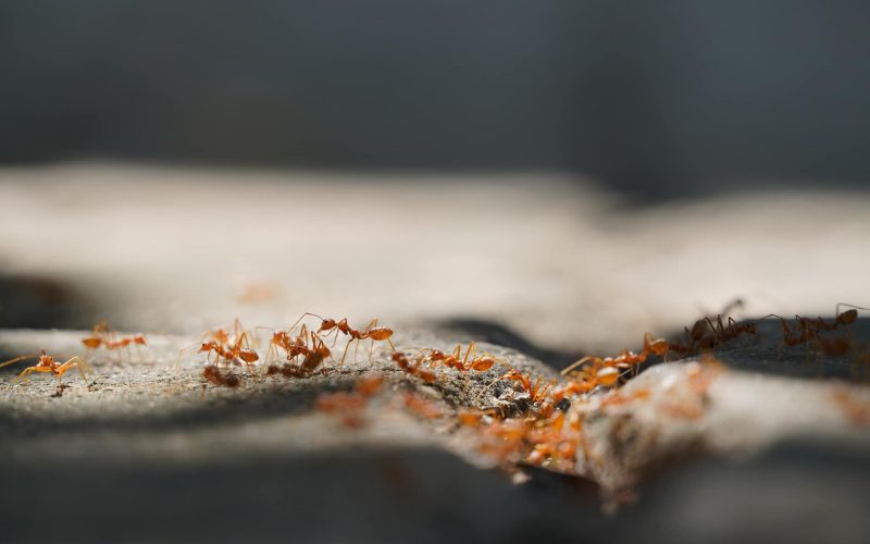 Types of Ants in Massachusetts